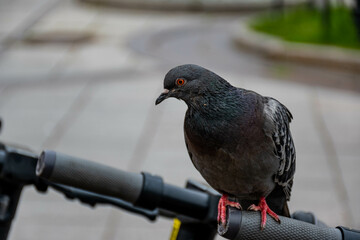 a large mottled city pigeon sits on the handle of a city rolling scooter against the asphalt background