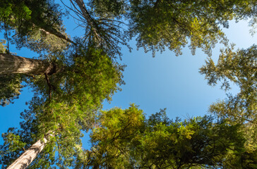 Obraz premium Perspective of looking up to the blue sky between tall redwood trees in the Redwood Forest in California, United States.