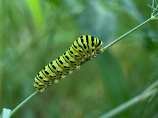 caterpillar on a leaf