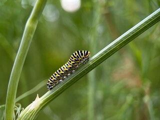 caterpillar on a leaf