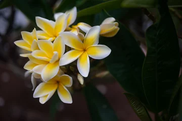 Zelfklevend Fotobehang Plumeria flowers or frangipani flowers. Symbol of spa © amovitania