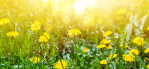 Magic glow and bokeh over summer meadow flowers