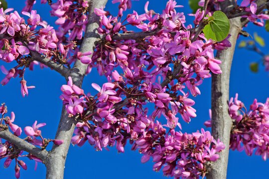 bl&uuml;hender Judasbaum // flowering Judas tree (Cercis siliquastrum) - Kato Olympos, Greece