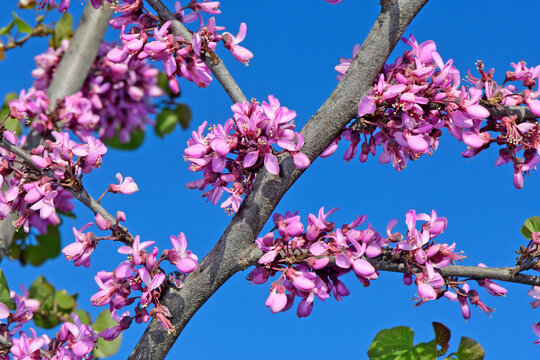 flowering Judas tree // bl&uuml;hender Judasbaum (Cercis siliquastrum) - Kato Olympos, Greece