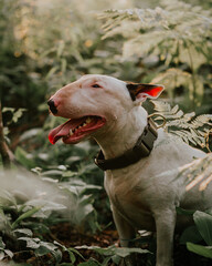Bull terrier white  in the Forest