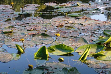 white water lily