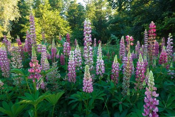 Obraz premium flowers in the garden