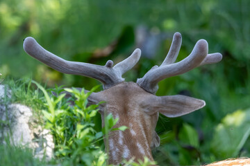 Fototapeta na wymiar Detail of growing elk antlers covered in velvet