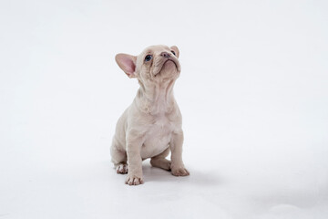 Cute little French bulldog puppy Sitting on white background