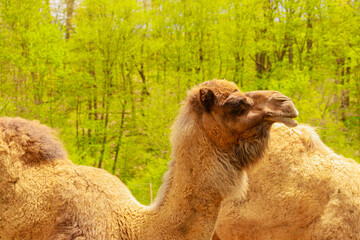 A side profile portrait of a bactrain camel on a bright sunny day with trees in the background.