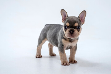 Cute little French bulldog puppy Sitting on white background