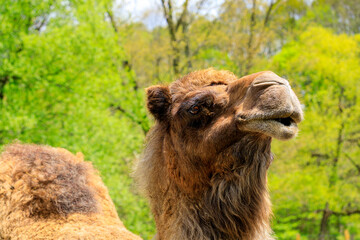 A closeup of a large furry bactrian camel with a funny look on it's face.