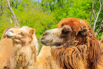 Two large bactrian camels outside facing the same direction enjoying the sun.