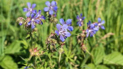 Purple flowers of Geranium pratense, wild flowers background.