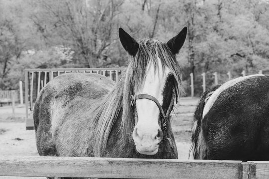 Portrait of a beautiful horse in a country setting.