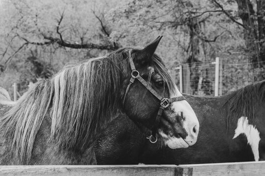 Side view of a beautiful horse with a long mane and a natural background.