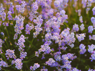 Sunset over a violet lavender field. Close up lavandula blossom flower on a golden hour