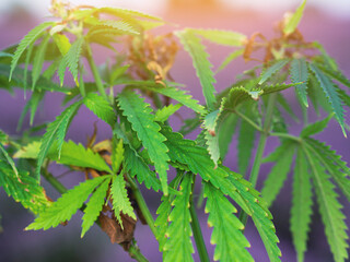 Marijuana cultivation. Weed medicine leaf with Cannabis bush. Nature herb pot