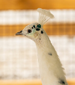 A closeup portrait of a white peacock bird with a furry crest on top of it's head.