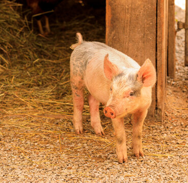 A very cute pink and white baby piglet in front of a barn and bales of hay.