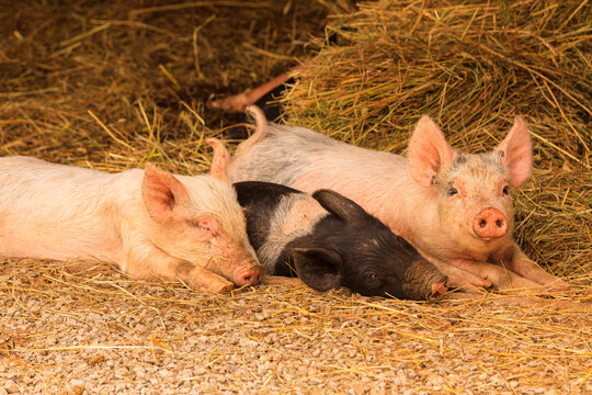 Three young and cute piglets relaxing near bales of hay.