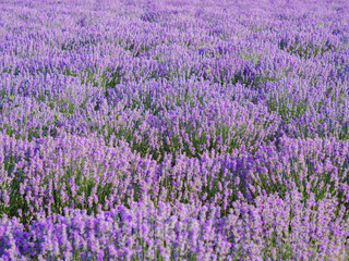 Naklejka na ściany i meble Still life lavender field. Purple bushes with lavandula blossom flower