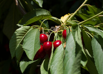cherries in the garden