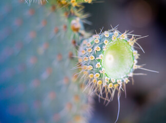 close up of a cactus