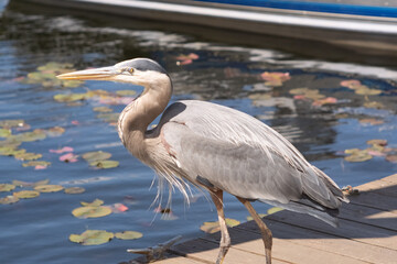 Great Blue Heron at Tenmile Lake