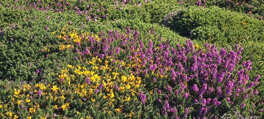 Heidelandschaft auf O / Bretagneuesand