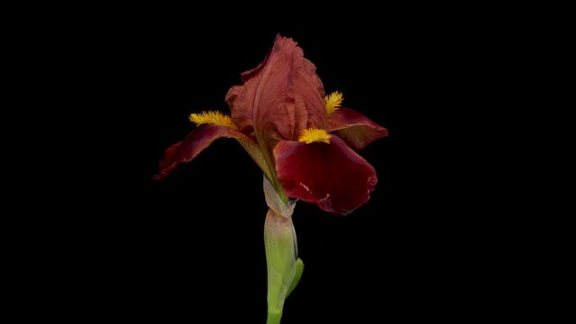 Time-lapse of growing iris flower. Spring flower iris blooming on black background.