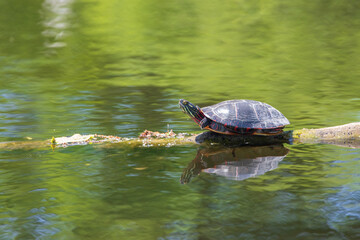 Painted turtle resting on a log in the  lake