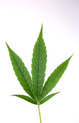 green medical cannabis leaf on a white background. marijuana close-up