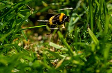 bumblebee on the grass