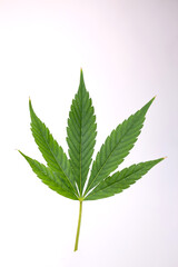 green medical cannabis leaf on a white background. marijuana close-up
