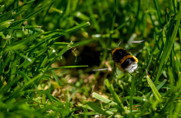 bumblebee on a green grass