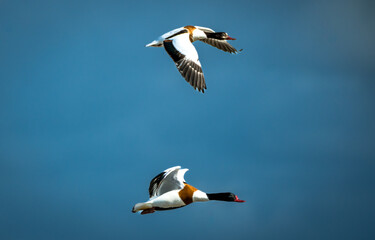 geese in flight