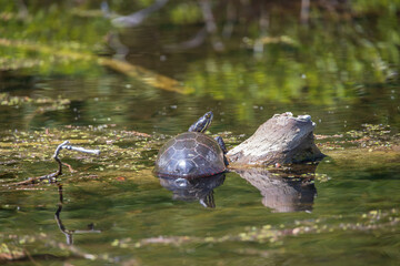Painted turtle resting on a log in the  lake
