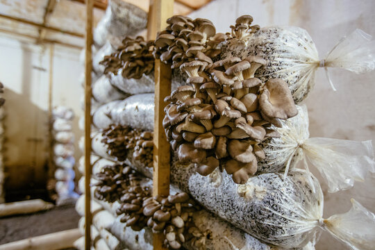 Oyster mushroom cultivation growing in farm on oil cake substrate