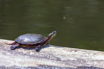 Fototapeta premium Painted turtle resting on a log in the lake