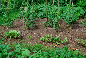 Fototapeta na wymiar Home vegetable garden on a sunny day. Crops include carrot, marigold flower as a companion plant to deter bugs, red beet, tomato, beans and summer squash.