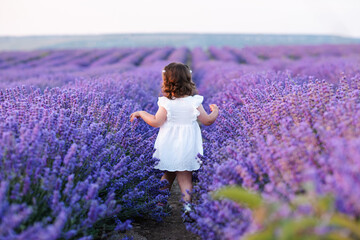 Cute little child girl 2-3 year old wear white dress walk in blooming lavender field back view. Summer vacation season. Childhood.