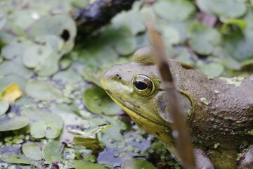 frog in the pond