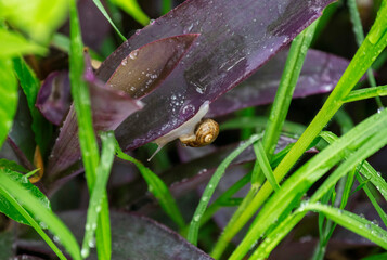Brown Garden snail (Cornu aspersum)