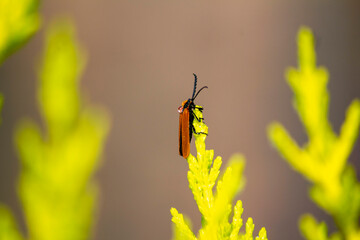 Common Red Soldier Beetle (Rhagonycha fulva)