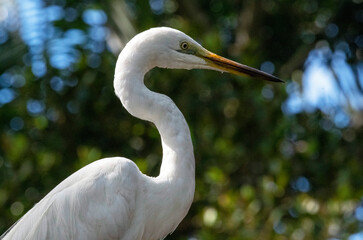 Egret (Ardea alba)