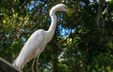Egret (Ardea alba)