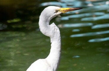 Egret (Ardea alba)