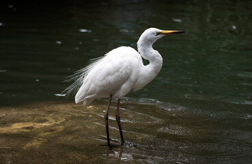 Egret (Ardea alba)