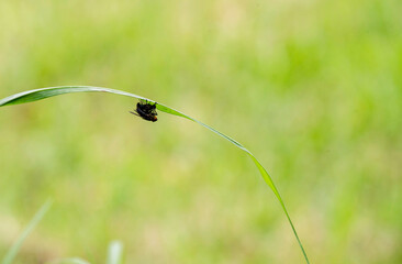 Housefly (Musca domestica) on a plant